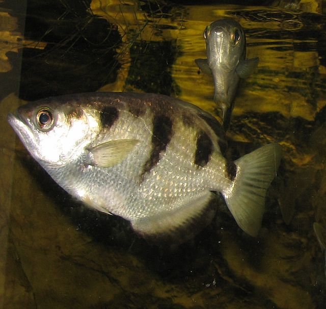 Archerfish (Toxotes jaculatrix)