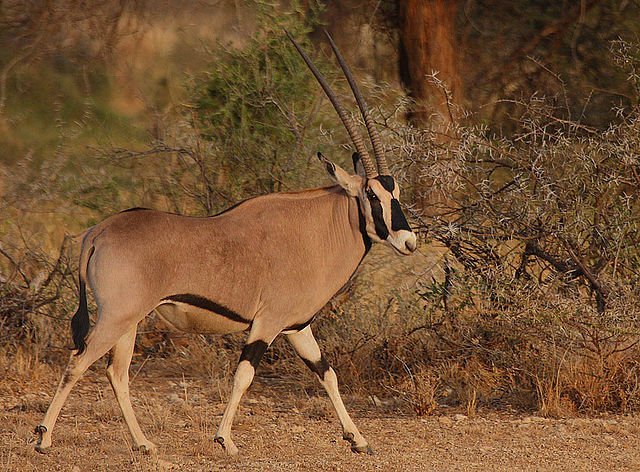 Beisa oryx (Oryx beisa beisa)