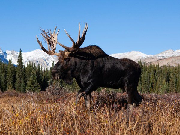 Bull moose