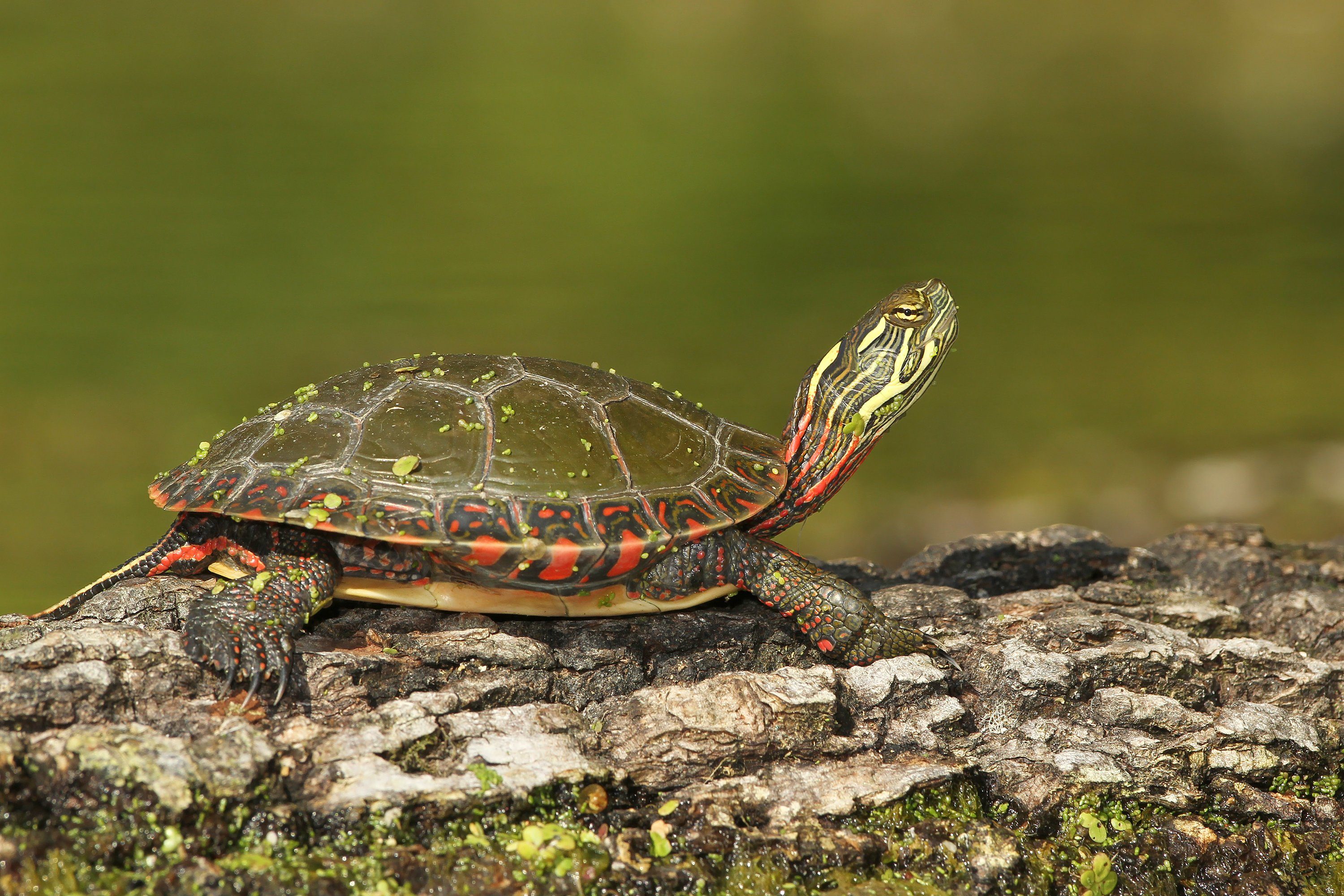 Painted turtle
