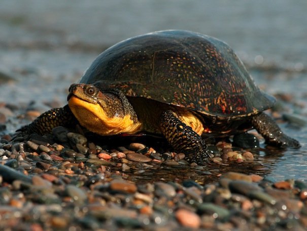 Blanding’s turtle