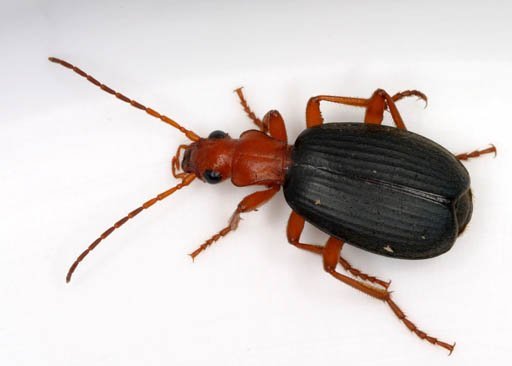 Bombardier Beetle (Stenaptinus insignis)