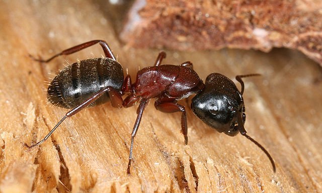 Carpenter Ant (Camponotus saundersi)