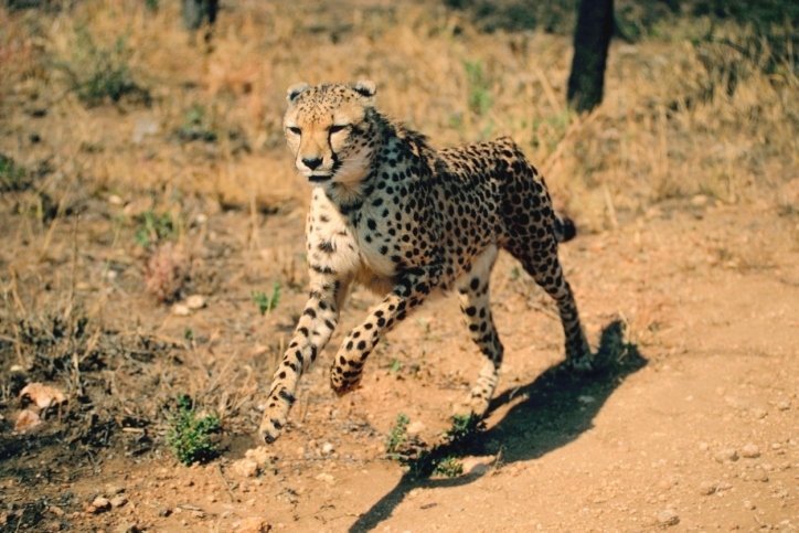 7. Cheetah
