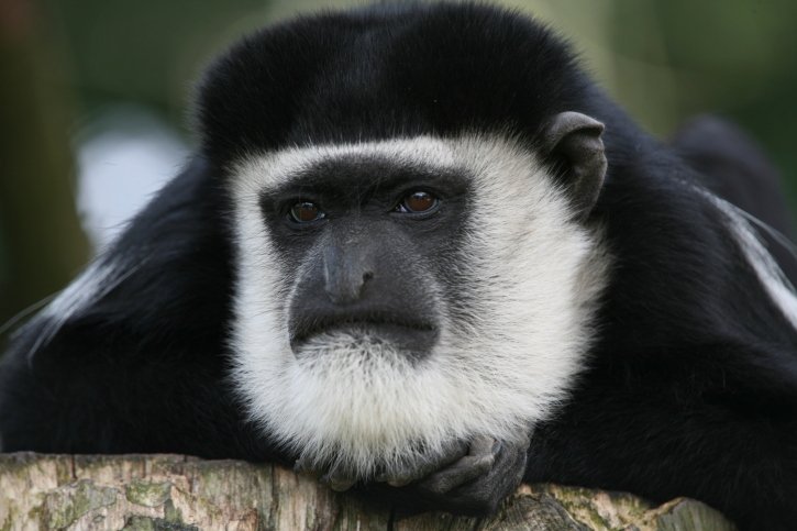 Guereza colobus (Colobus guereza)