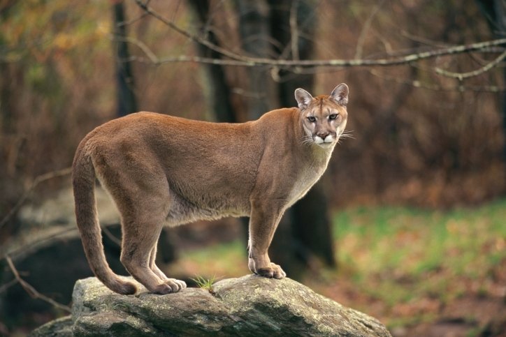 4. Cougar (AKA Puma and Mountain Lion)