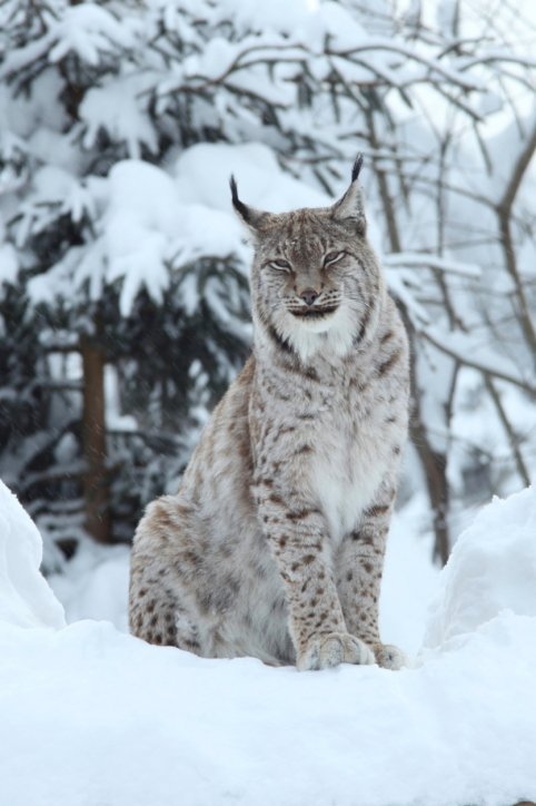8. Eurasian Lynx
