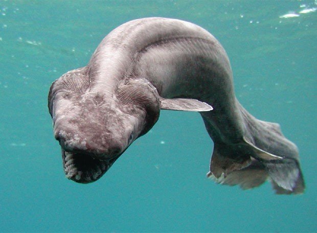 Frilled Shark (Chlamydoselachus anguineus)