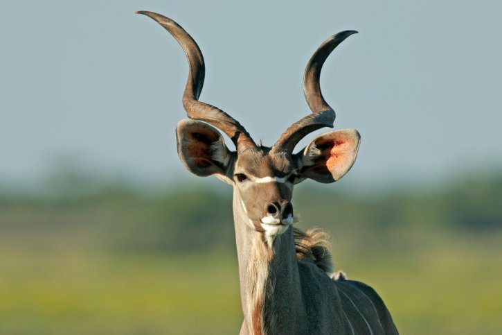 Greater kudu (Tragelaphus strepsiceros)