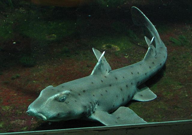 Horn Shark (Heterodontus francisci)