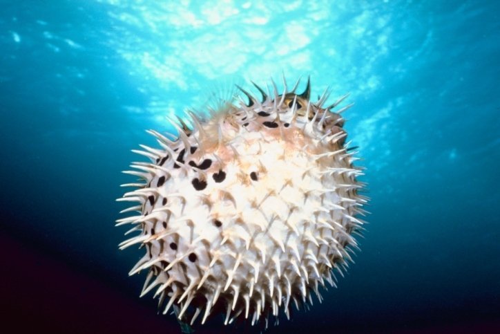 Porcupinefish (from the family Diodontidae
