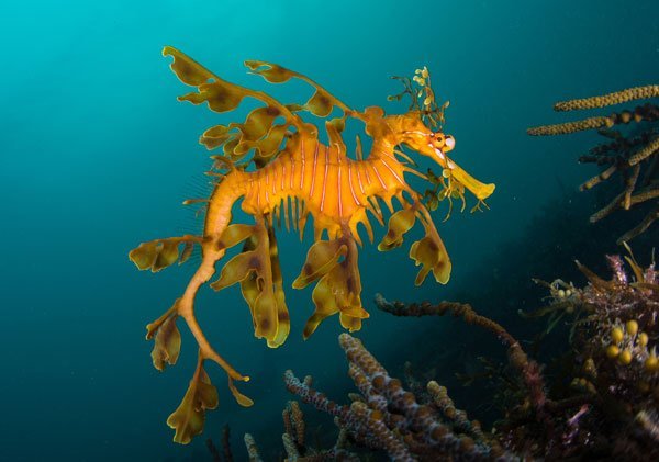 Leafy Sea Dragon
