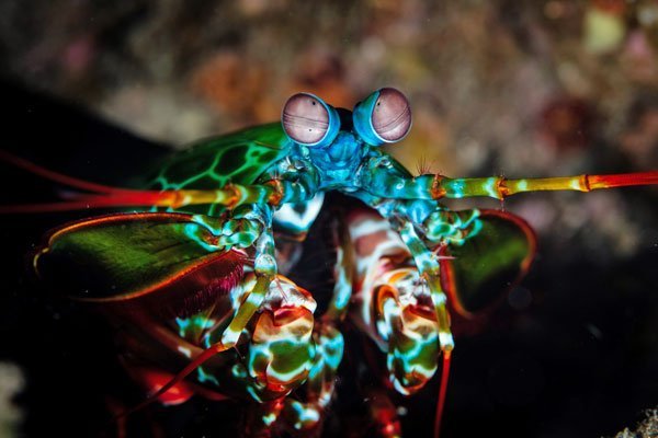 3. Mantis shrimp