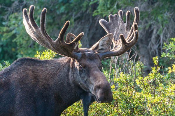 Bull moose antlers