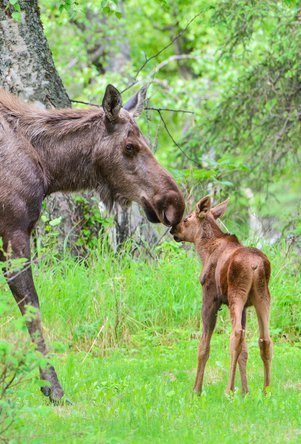 Mom and calf