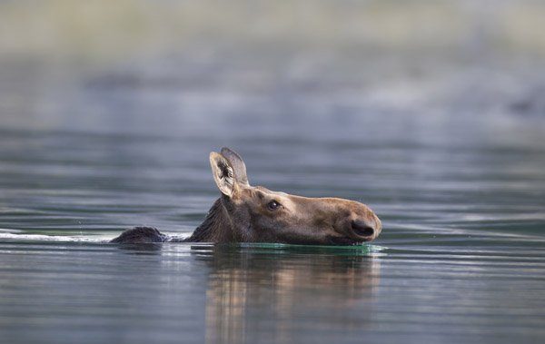 Moose swimming