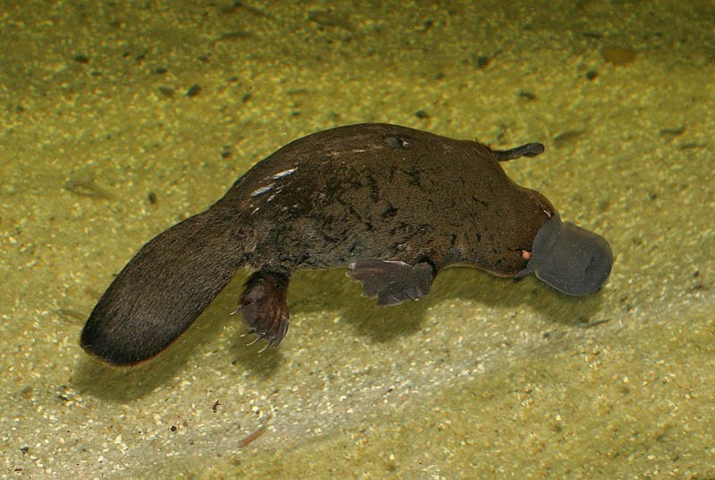 Platypus (Ornithorhynchus anatinus)
