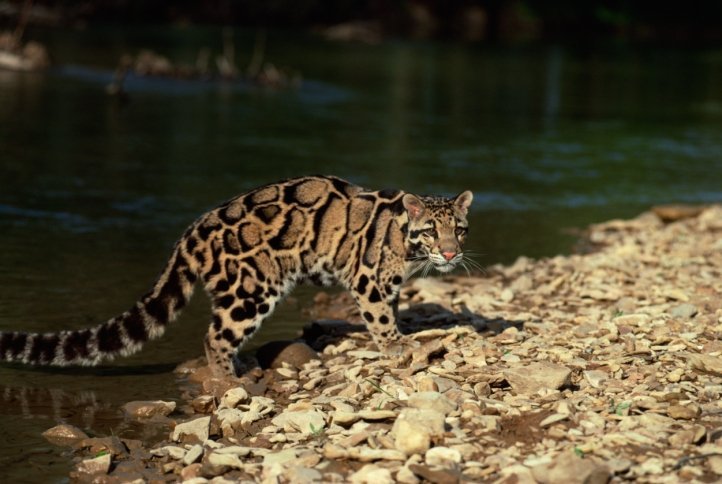 9. Clouded Leopard