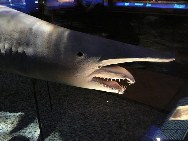 Goblin Shark (Mitsukurina owstoni)