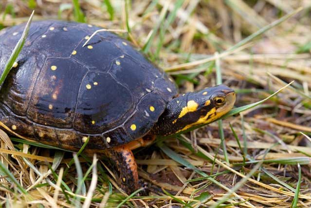 Spotted turtle