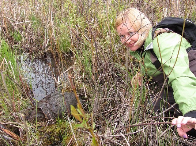 Snapping turtle