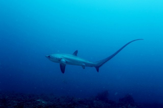 Common Thresher Shark (Alopias vulpinus)