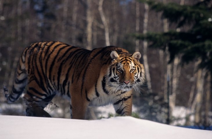 1. Siberian Tiger