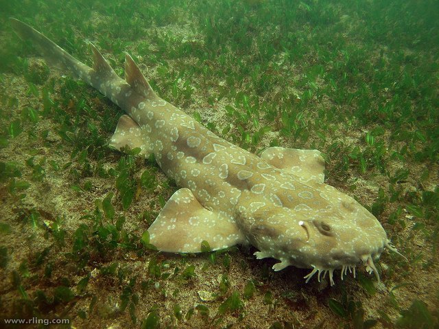 Wobbegong or Carpet Sharks (Orectolobidae)
